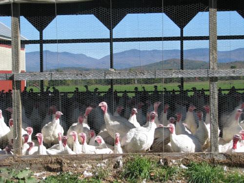 Stonewood Farm Turkeys